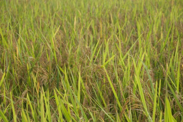 From Fallow Land to Food Security: Story from Thulichaur, Gadhawa